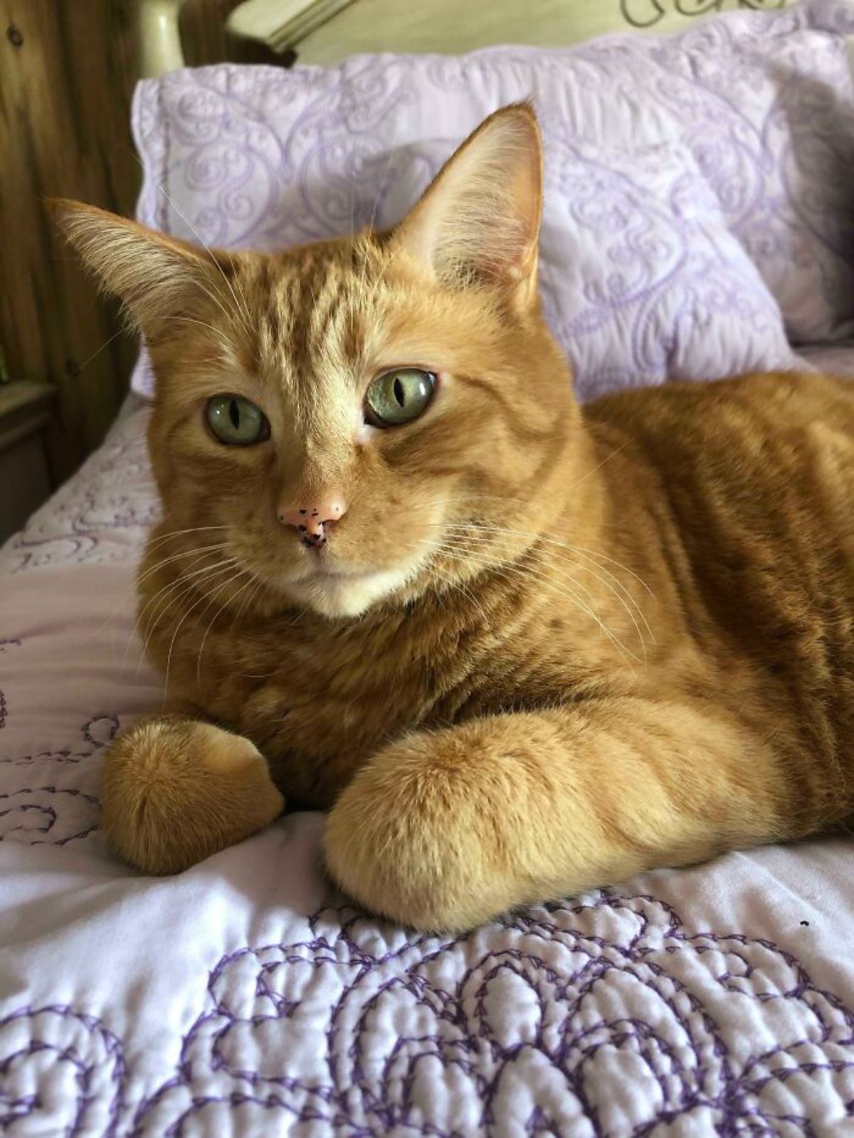orange cat laying on a white bed