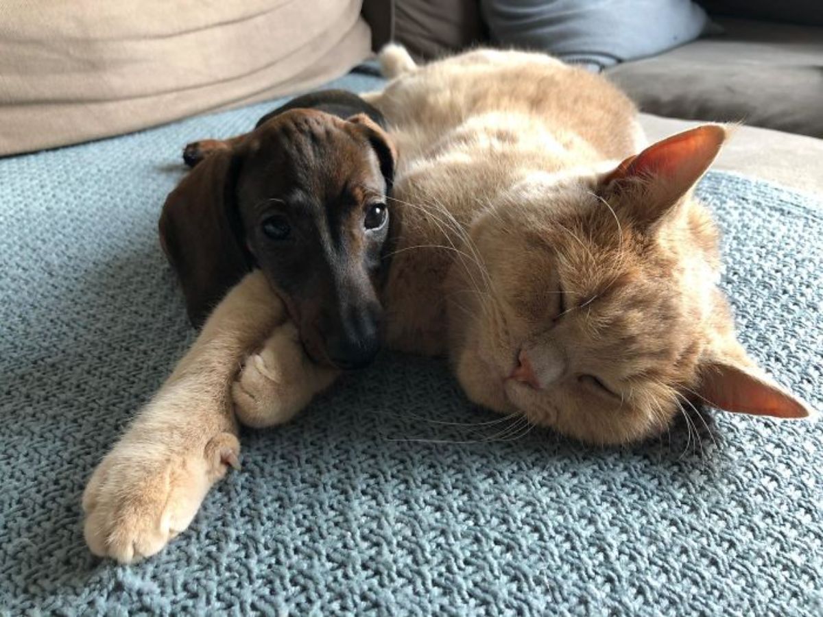 orange cat laying sideways on a blue blanket and sleeping with a brown dachshund puppy cuddling with the cat