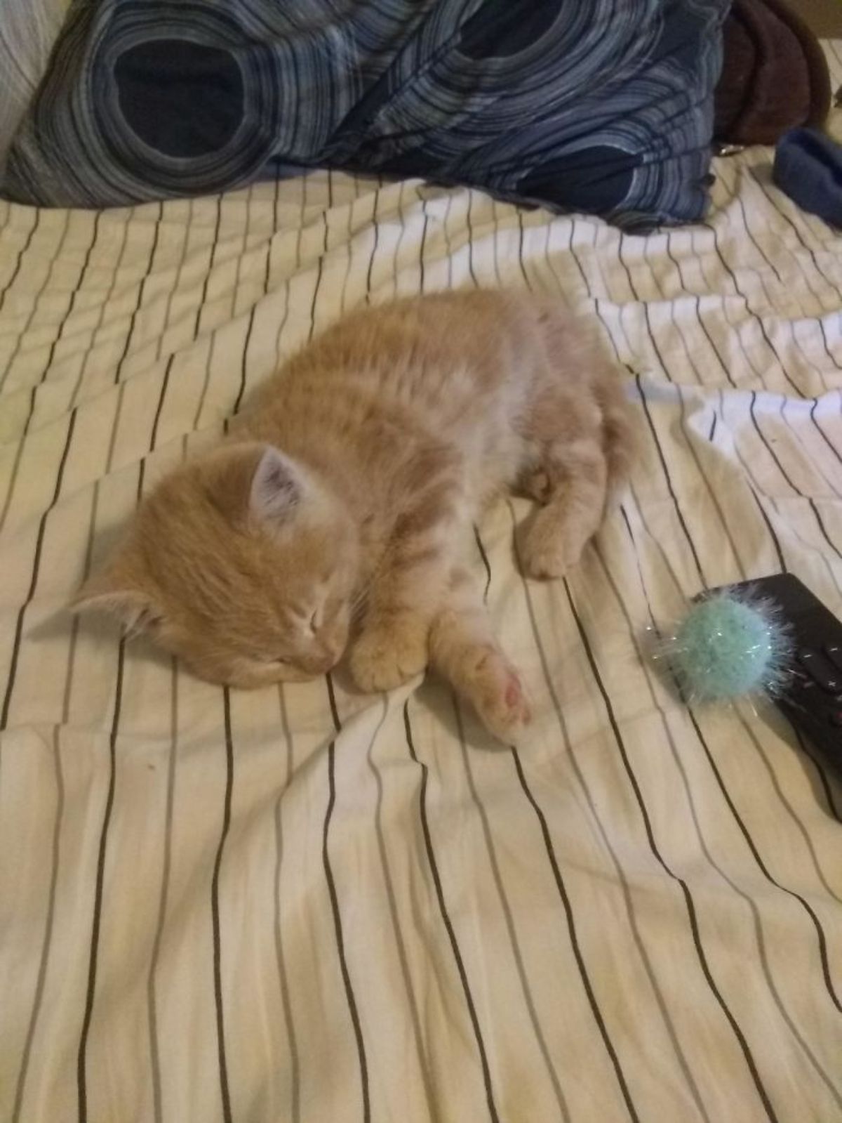 orange kitten laying on its side and sleeping on a white black and brown bed