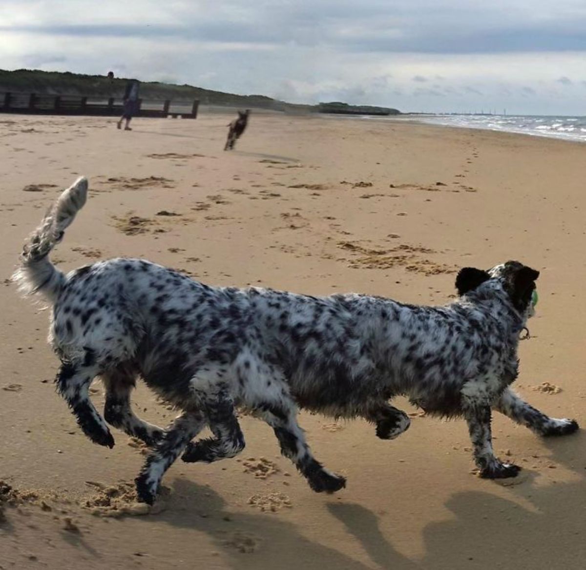 panoramic fail of black and white dog running on beach with a long body and 8 legs
