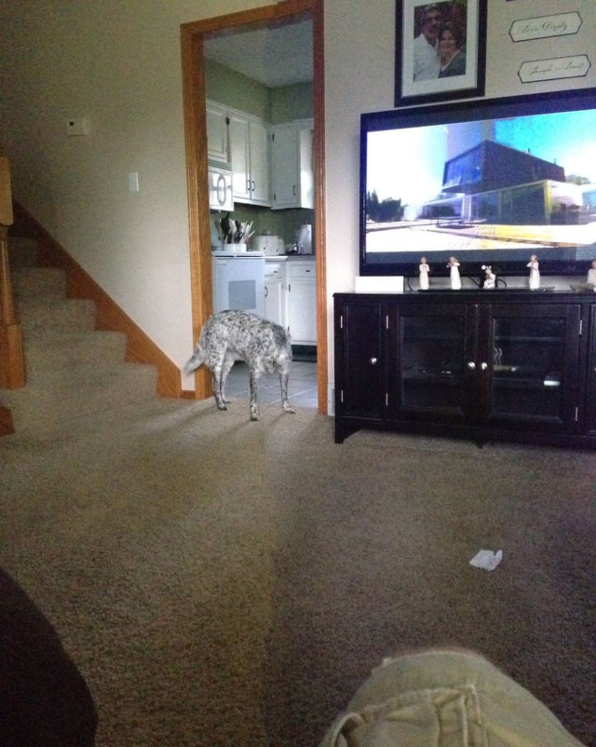 panoramic fail of black and white dog with no head standing at a kitchen doorway