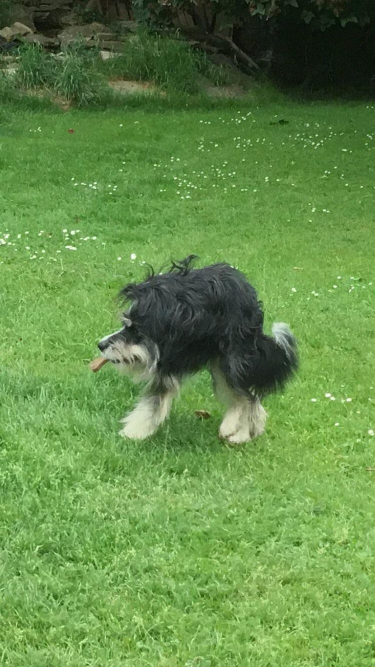 panoramic fail of black and white fluffy dog with 2 legs and a very short body standing on grass