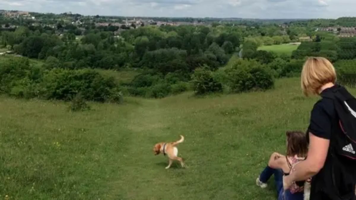 panoramic fail of brown and white dog running on grass with only 2 legs, a tail and and the head attached to a short body followed by the tail
