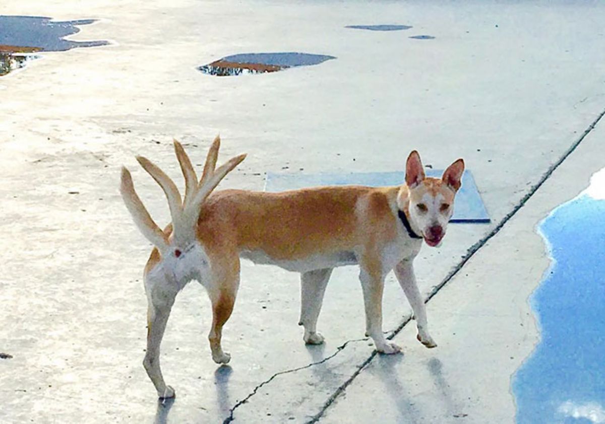panoramic fail of brown and white dog with a long body, 1 regular tail and another tail with 4 branches in it