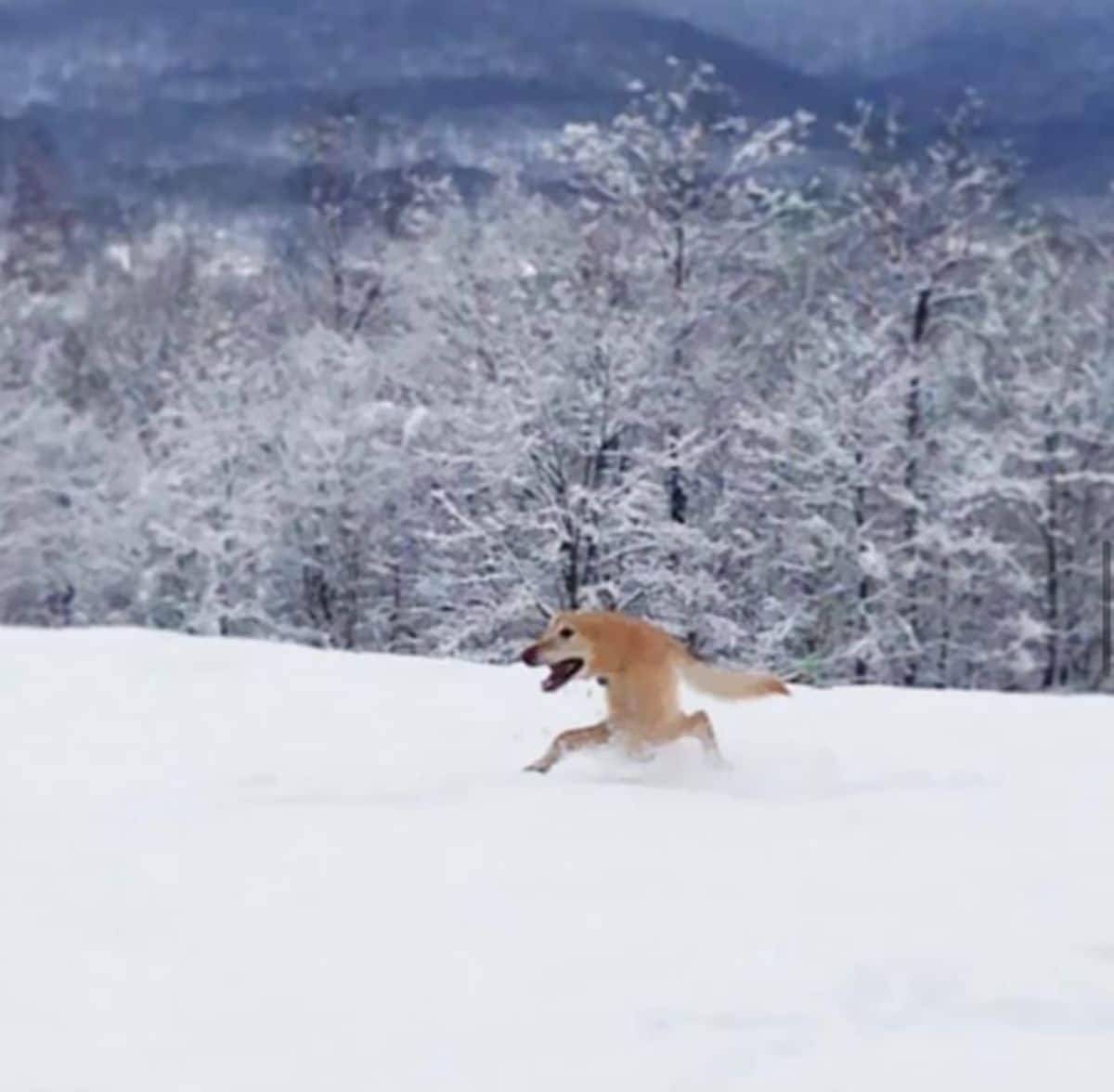 panoramic fail of brown dog running on snow with only 2 legs, a tail and and the head attached to the tail