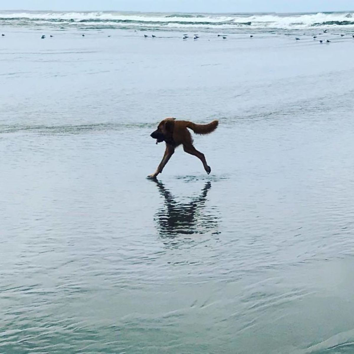 panoramic fail of brown dog running on water on a beach with only 2 legs, a tail and and the head attached to the tail