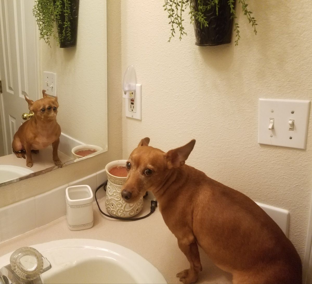panoramic fail of brown dog sitting on bathroom counter looking back and the reflection in the mirror has 3 eyes