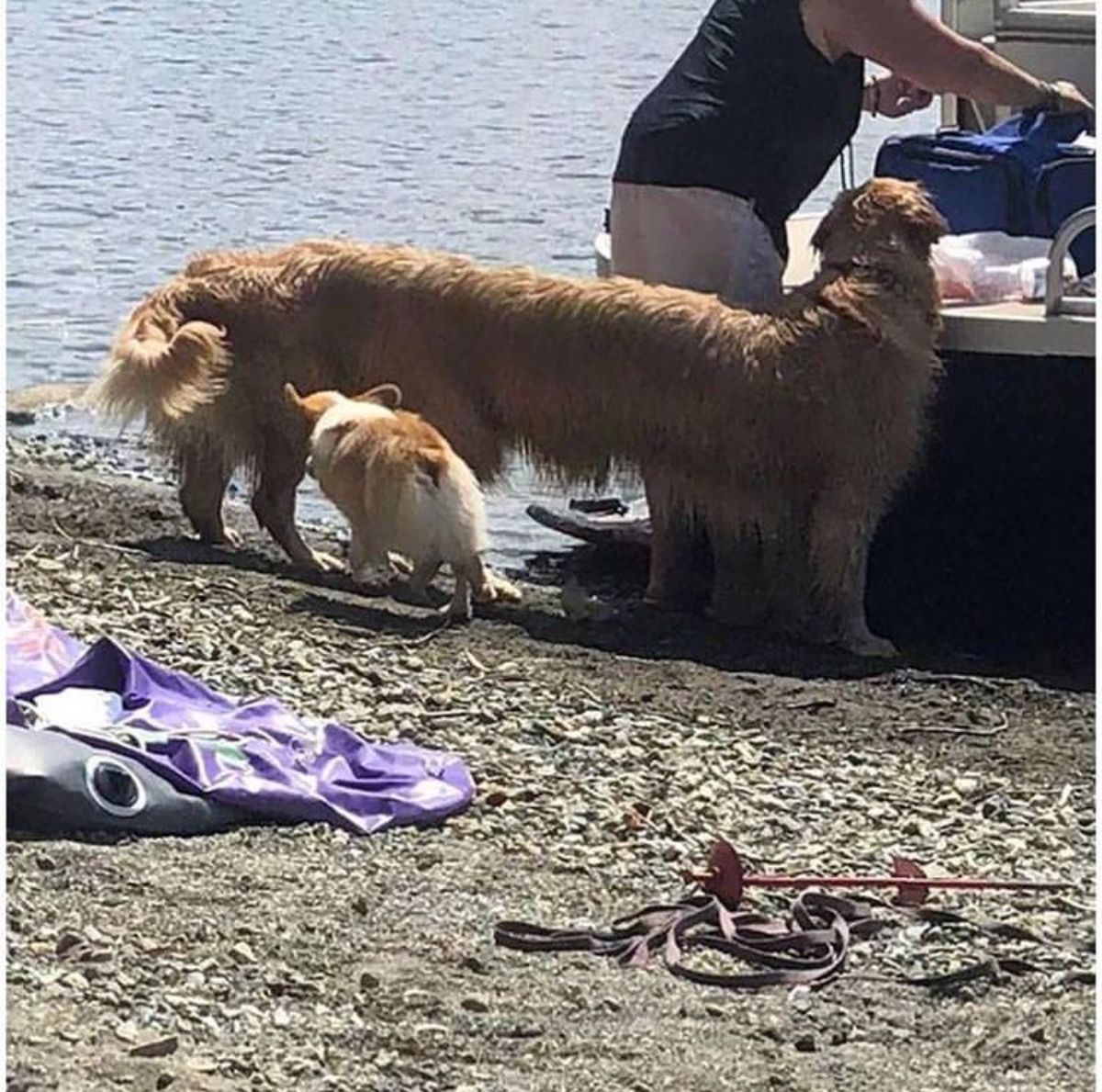 panoramic fail of brown fluffy dog with a very long body standing by water and next to a man and a small brown and white dog