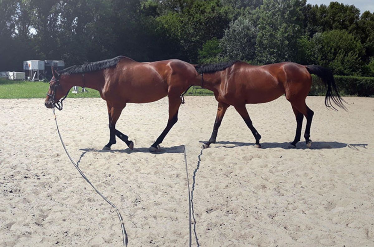 panoramic fail of brown horse walking on sand with 3 legs with another version of it behind it with no head