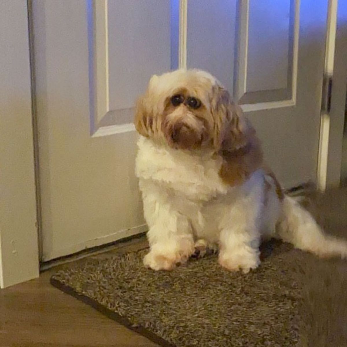 panoramic fail of fluffy brown and white dog sitting against a door with a small face and very large round eyes set very close together