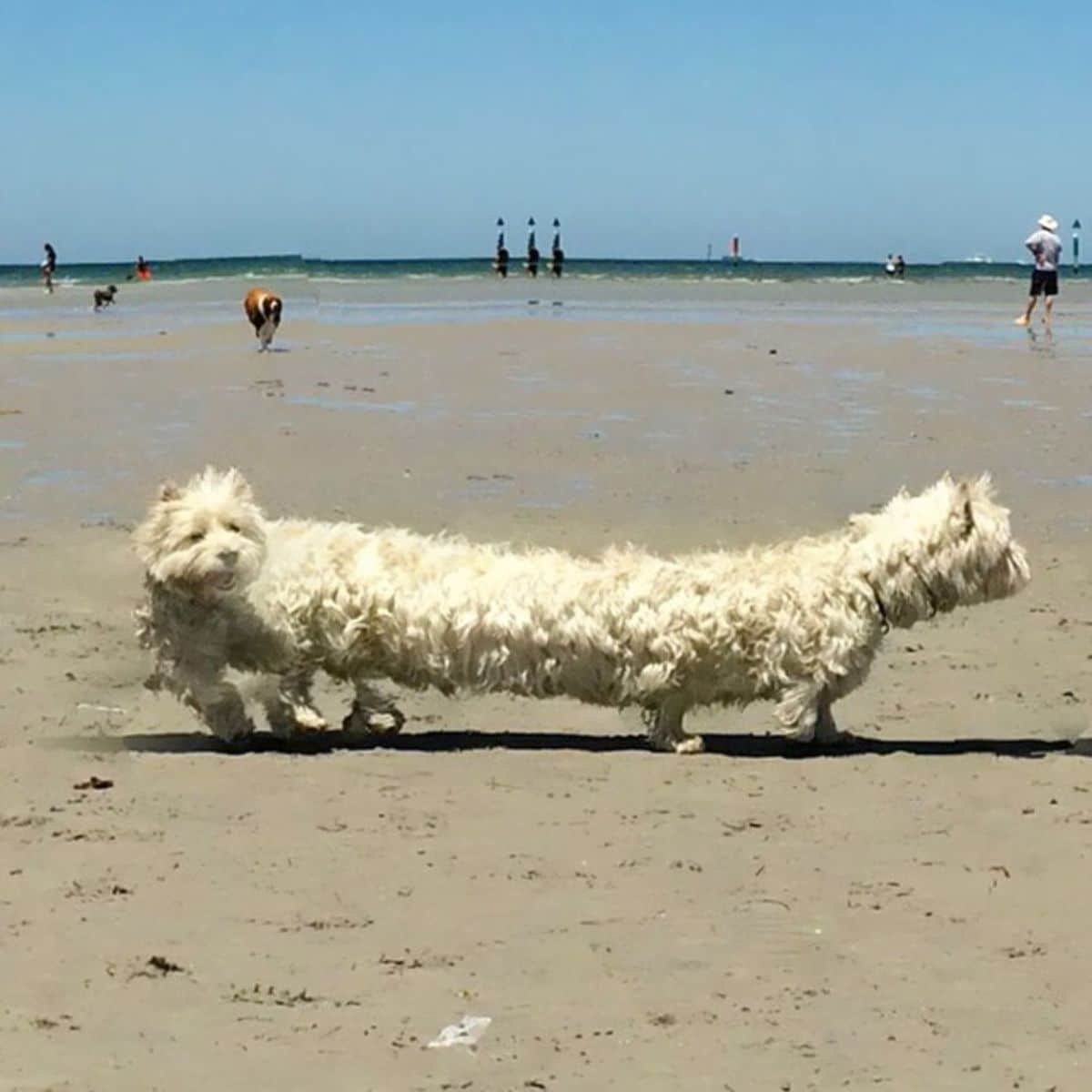 panoramic fail of fluffy white dog on beach with 2 heads at either end 5 legs