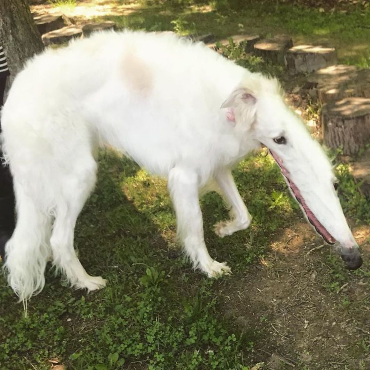 panoramic fail of fluffy white dog with a long snout looking like an anteater