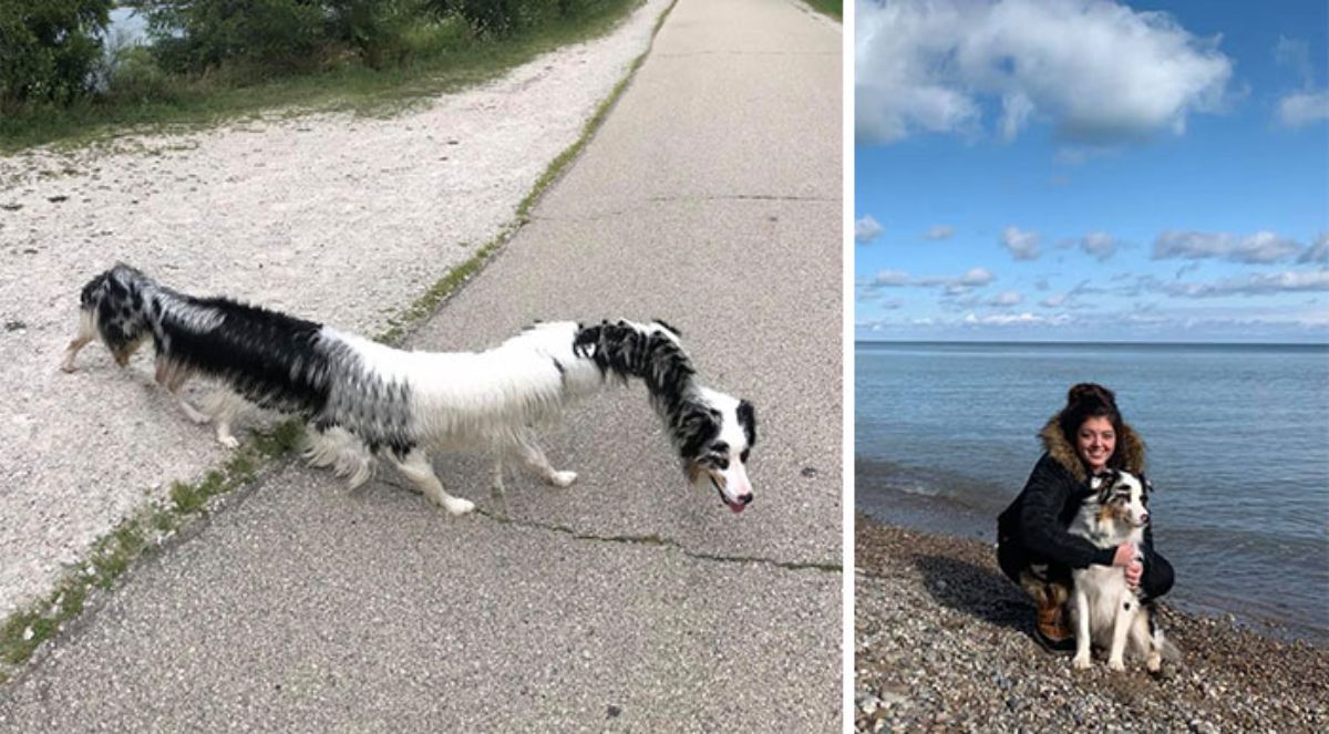 panoramic fail of of black and white dog with long curving body with 6 legs and 1 regular photo of the dog and a woman by the sea