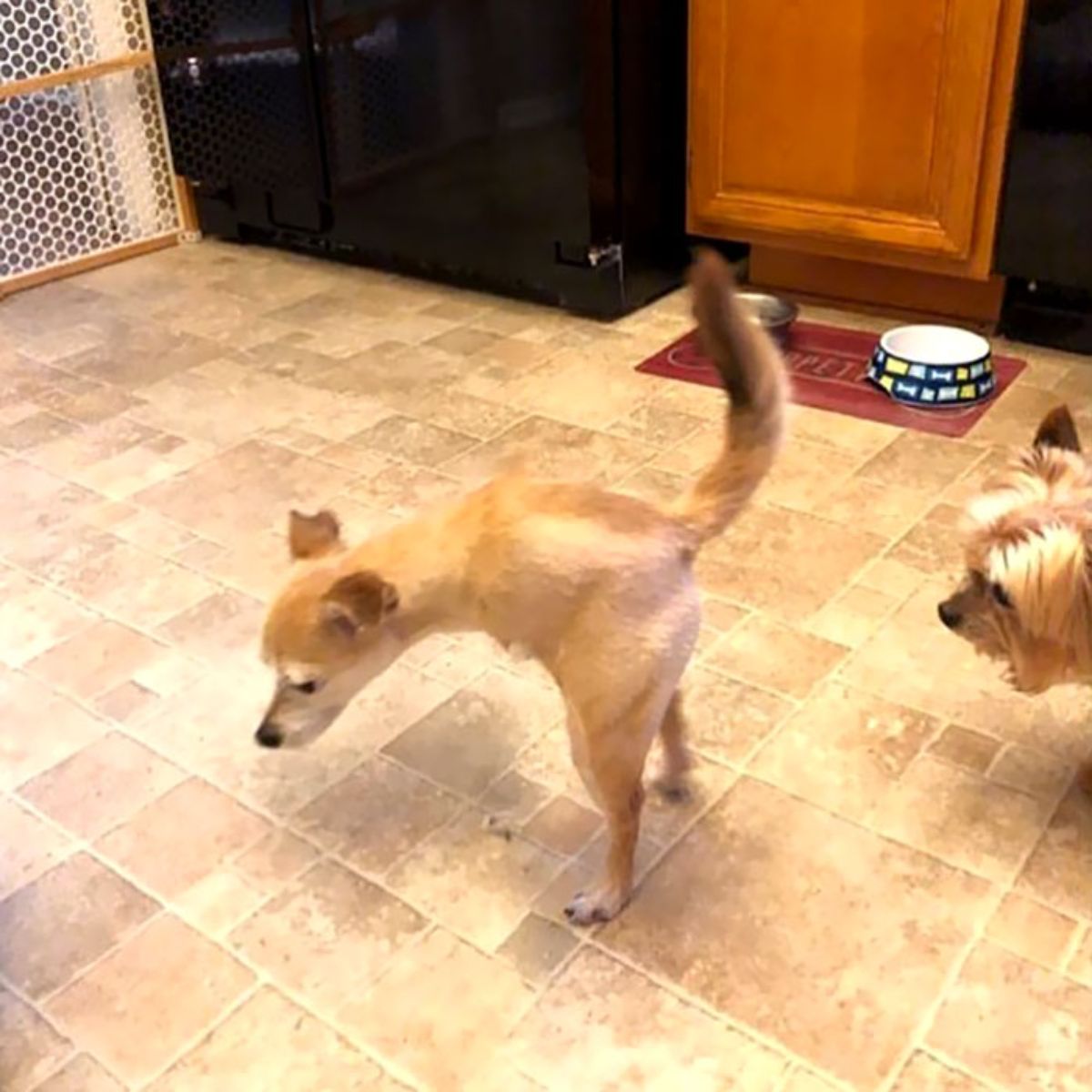 panoramic fail of small brown dog with no front legs and a short body with a yorkshire terrier sniffing behind it