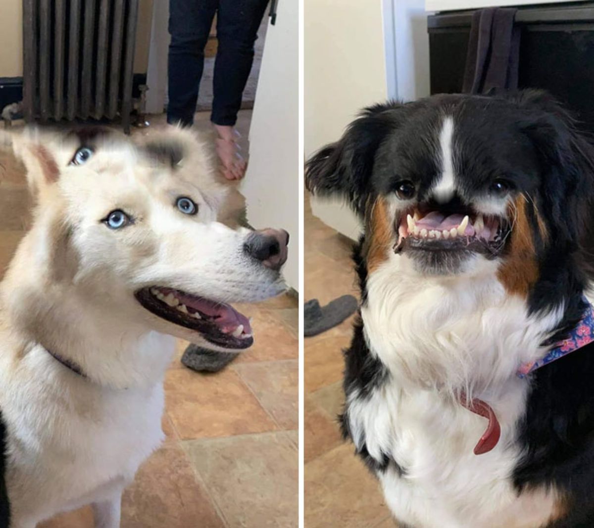 panoramic fail of white and brown dog with an extra eye above the head and black white and brown dog with no nose and jowls showing bottom row of teeth
