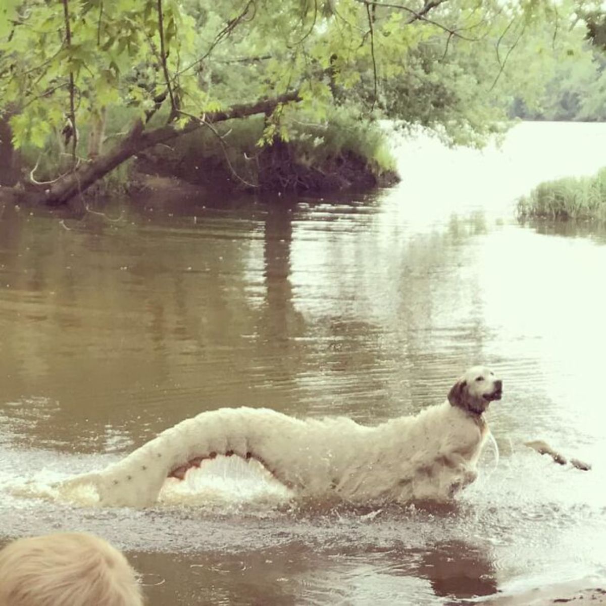 panoramic fail of white dog emerging out of water with a curved body looking like a dragon