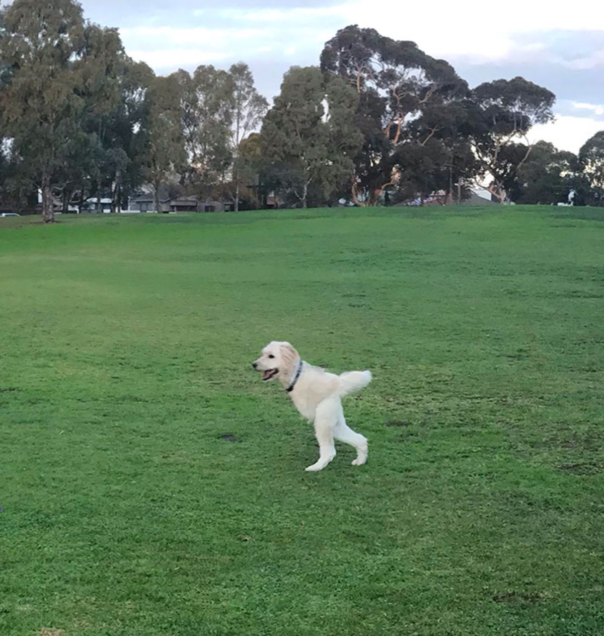 panoramic fail of white dog running on grass with only 2 legs, a tail and and the head attached to a short body followed by the tail