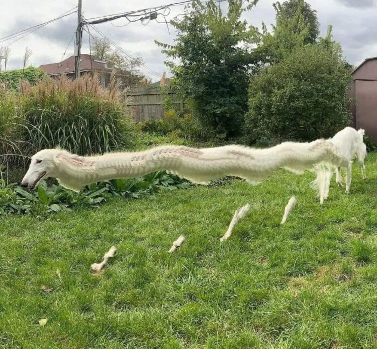 panoramic fail of white greyhound with a very long body 6 free floating legs and 3 legs attached to the body