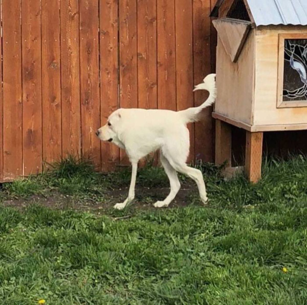 panoramic fail of white labrador retriever with 3 legs and a short body