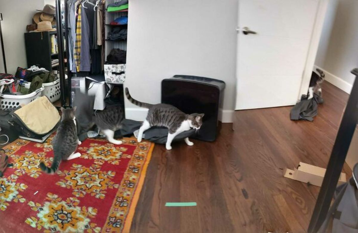 panoramic photo of a grey and white tabby cat stealing a pair of black pants and out of the room with it