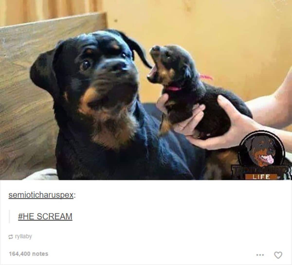 rottweiler puppy held by someone with the mouth wide open near an adult rottweiler who looks startled