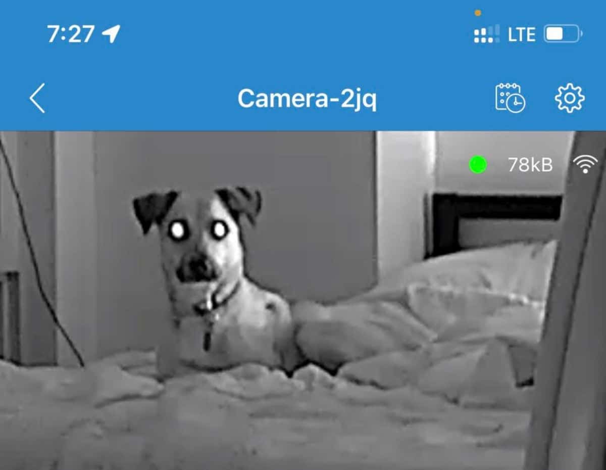 screenshot of a camera showing a dog laying on a bed with eyes lit up in the light