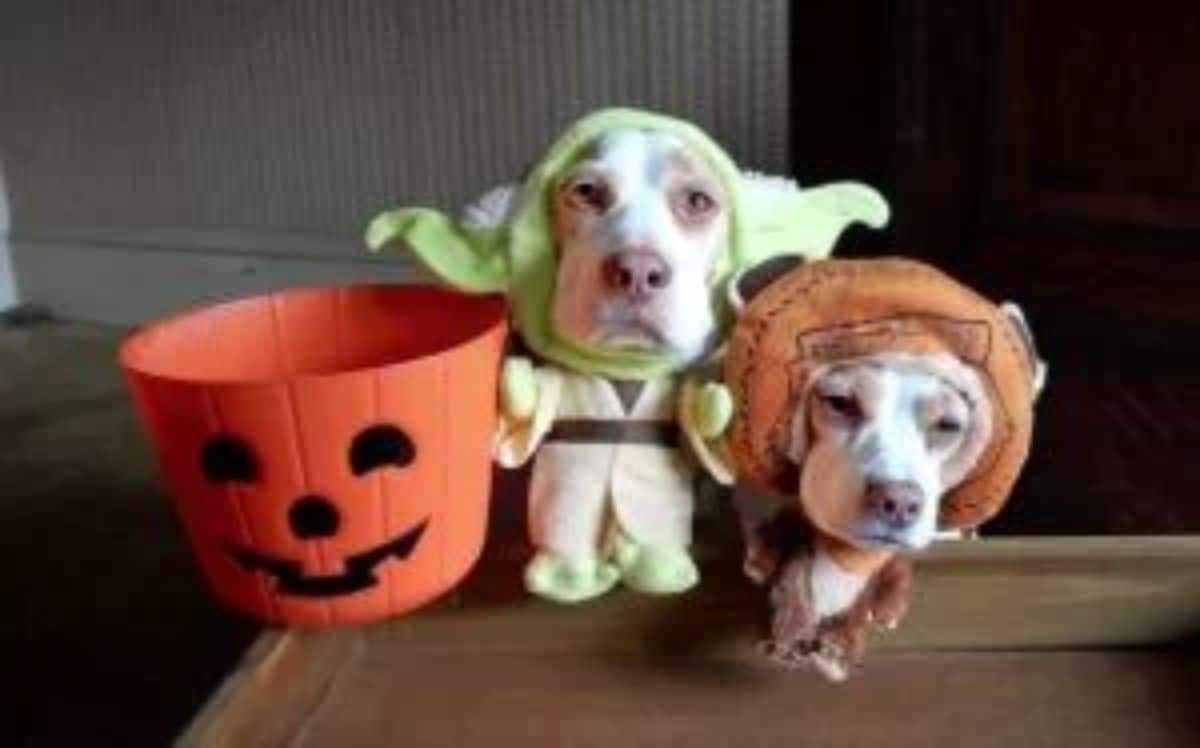 small brown and white dog wearing a brown outfit and another small brown and white dog wearing a green and white yoda outfit with an orange pumpkin bucket on the right