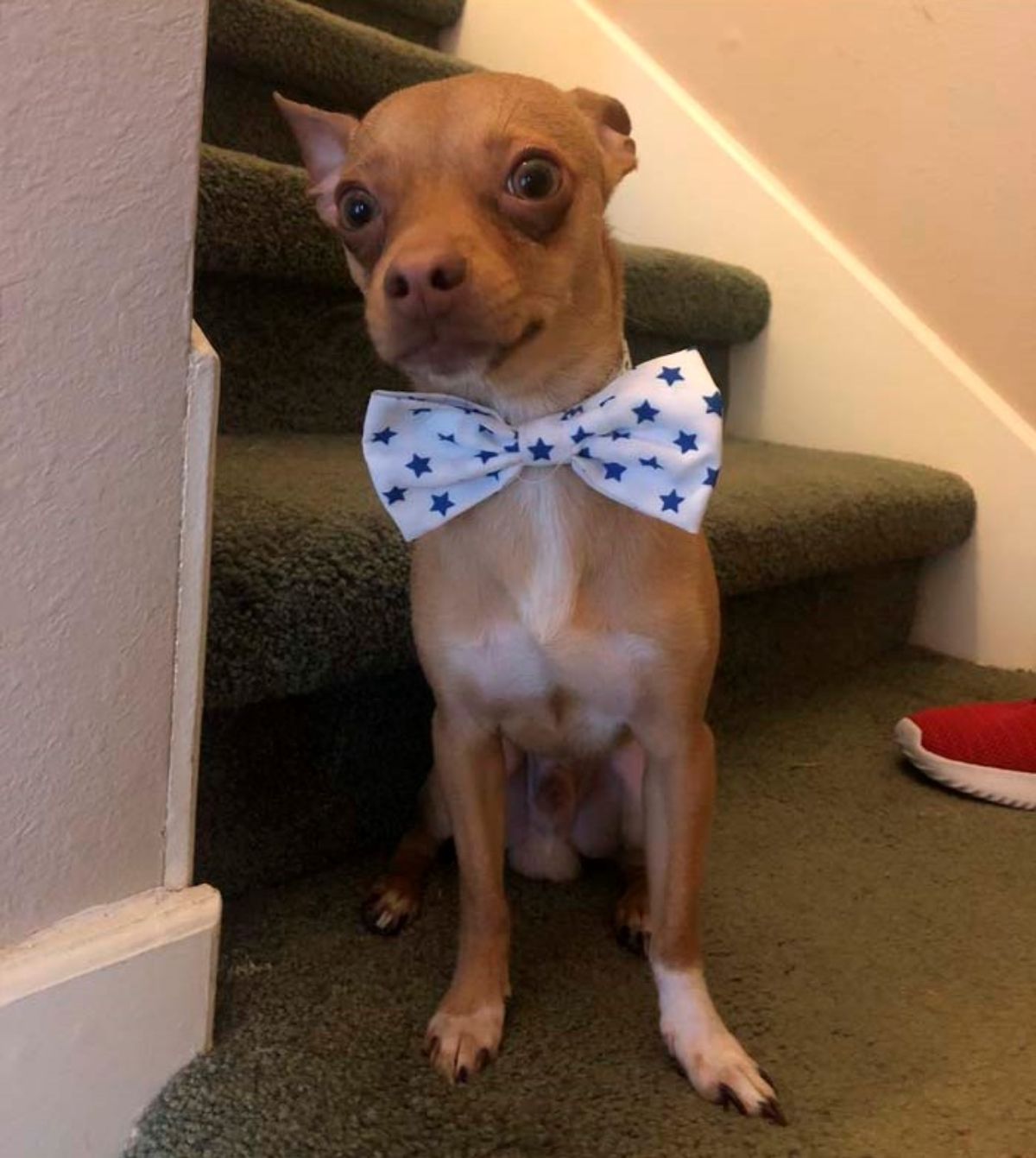 small brown dog sitting on stairs wearing a white bow tie with blue stars in it