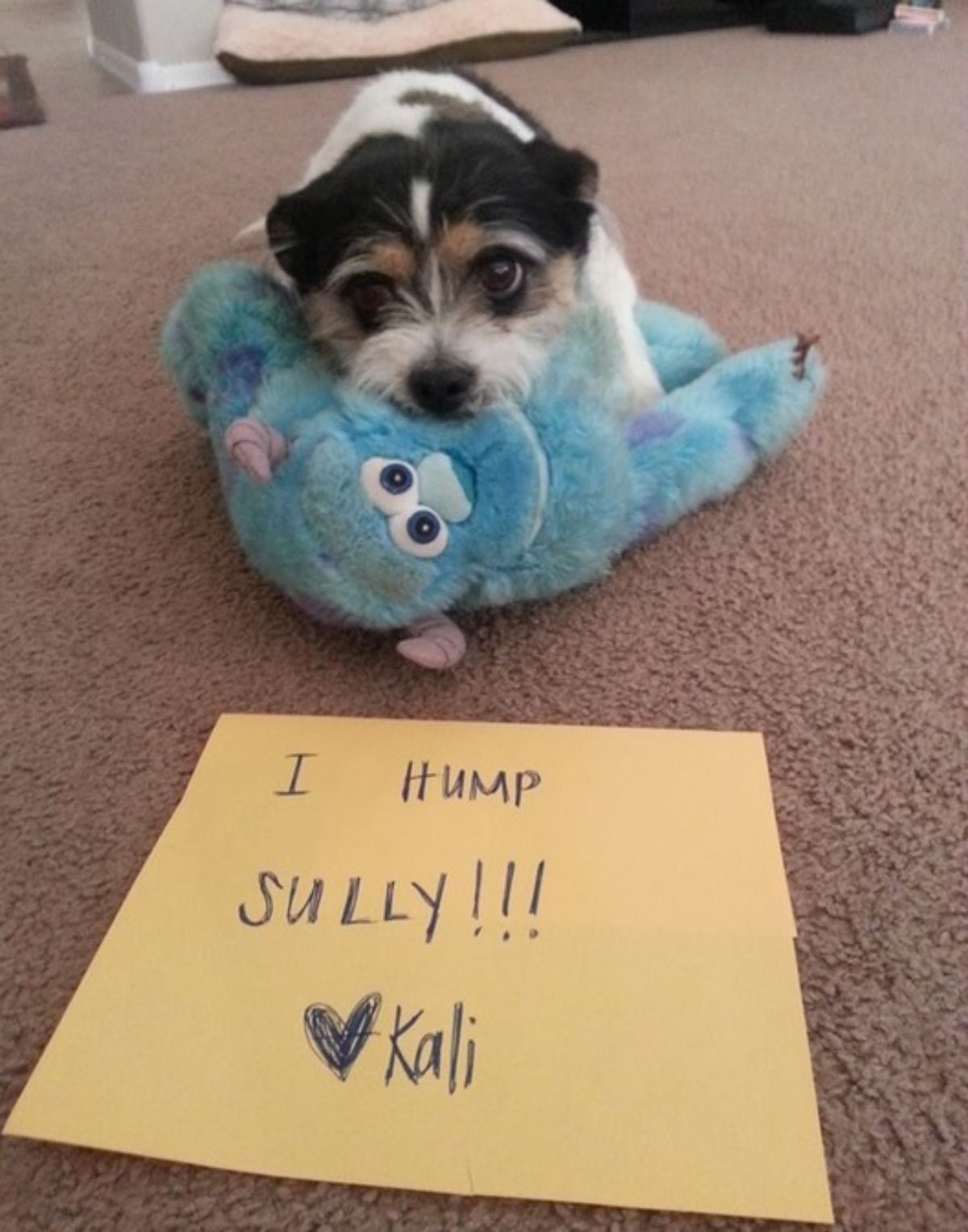 small white black and brown dog cuddling with a blue sully stuffed toy with a note saying "I hump Sully - Kali"