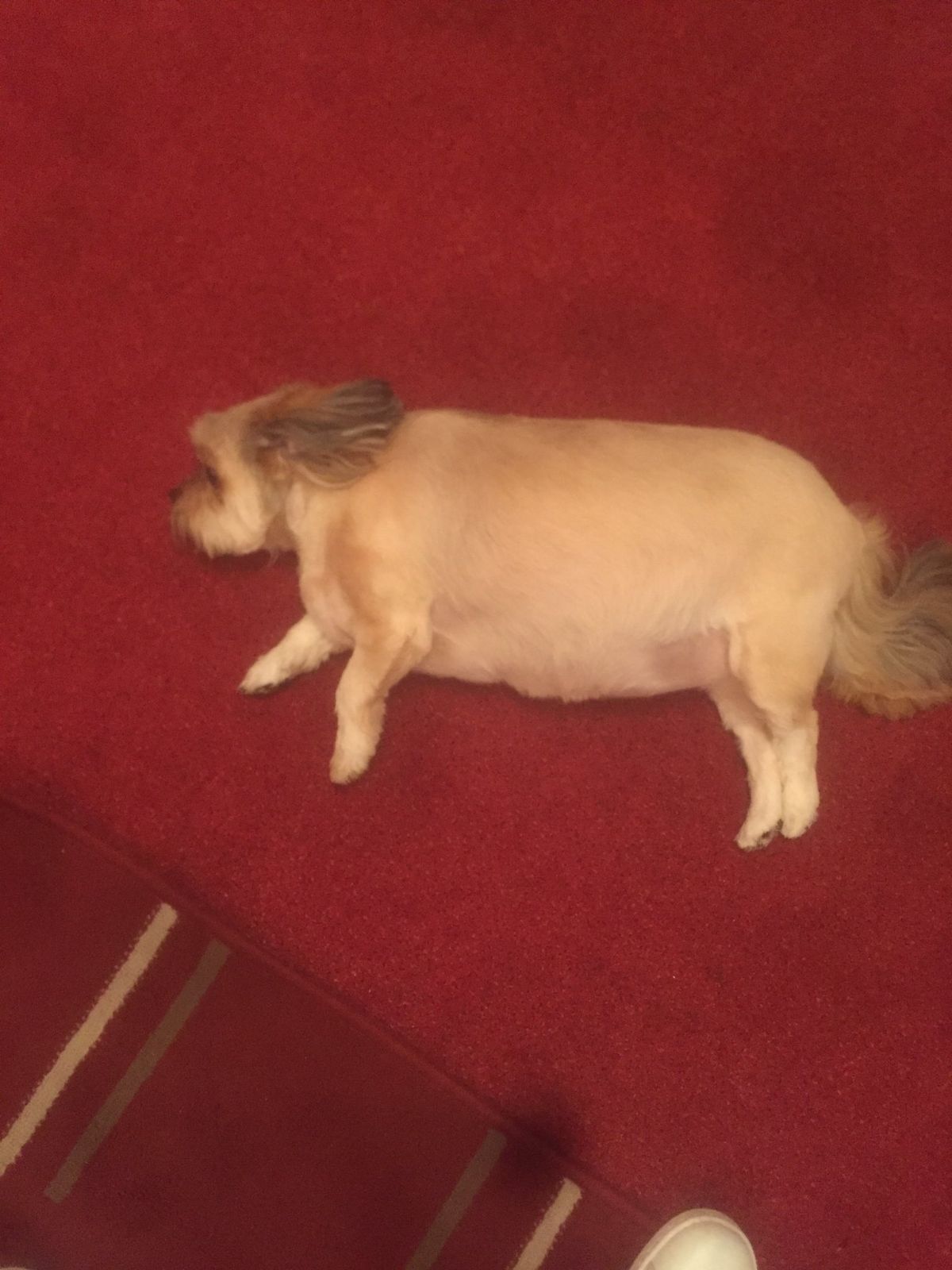 small white dog laying sideways on a red carpet