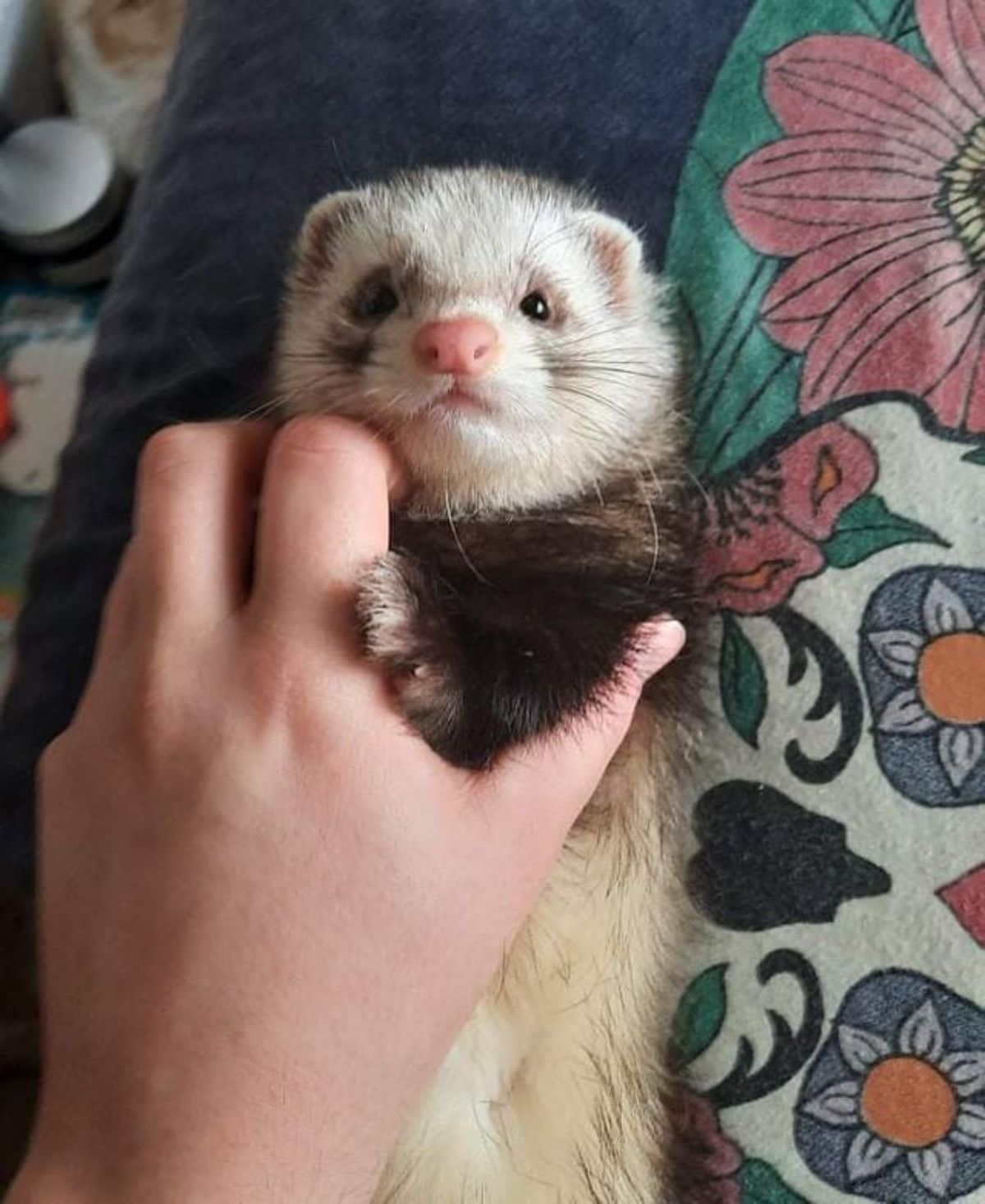 someone holding a brown and white ferret laying down belly up