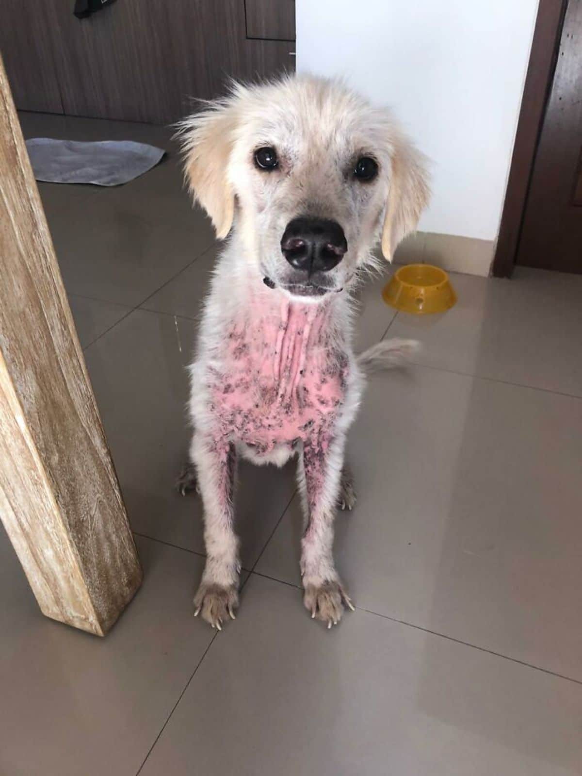 thin and mostly fur-less white dog sitting on white tiled floor