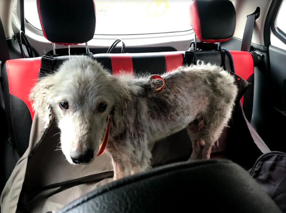 thin and mostly fur-less white dog standing inside a car