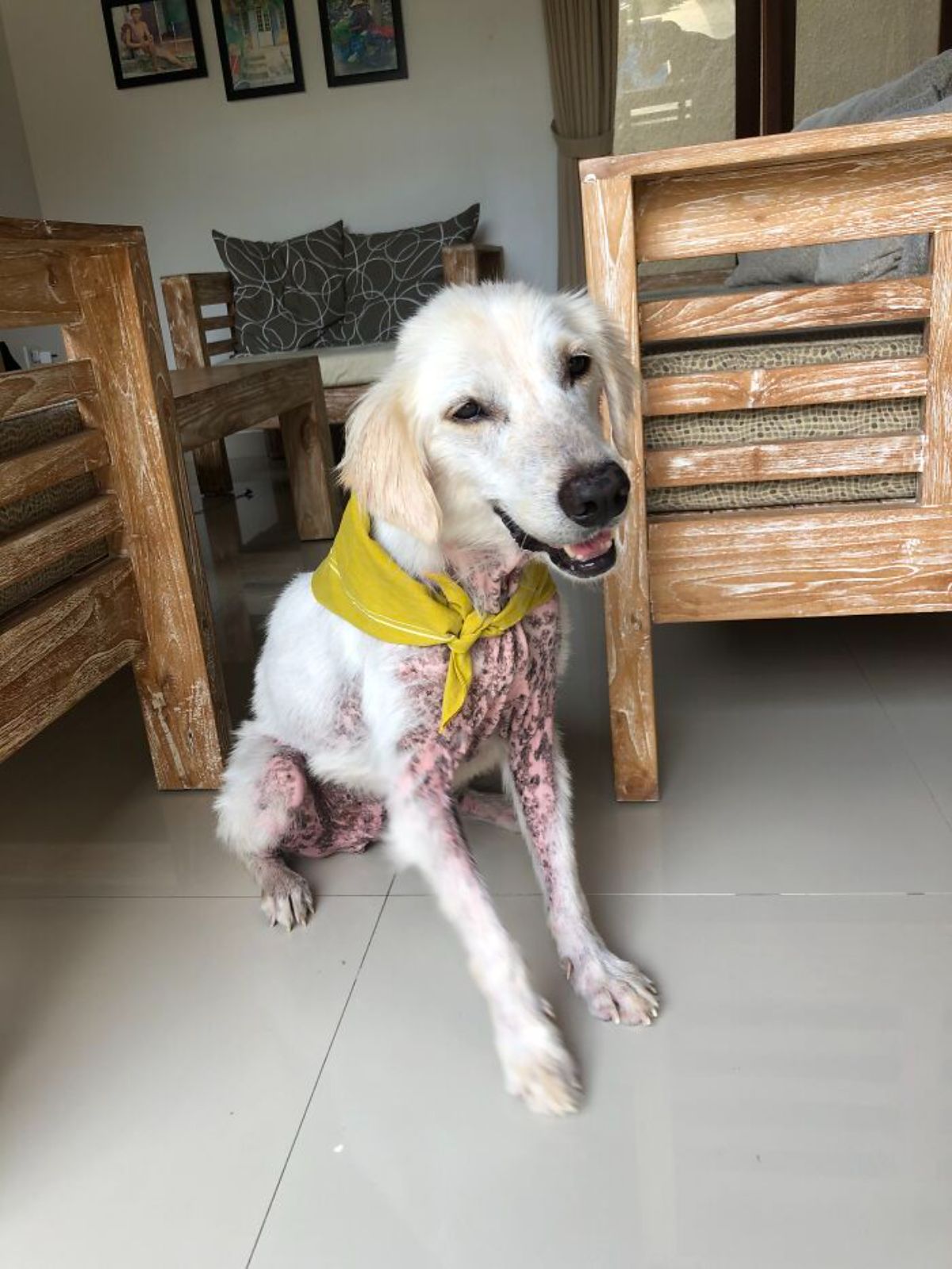 thin and mostly fur-less white dog wearing a yellow bandana