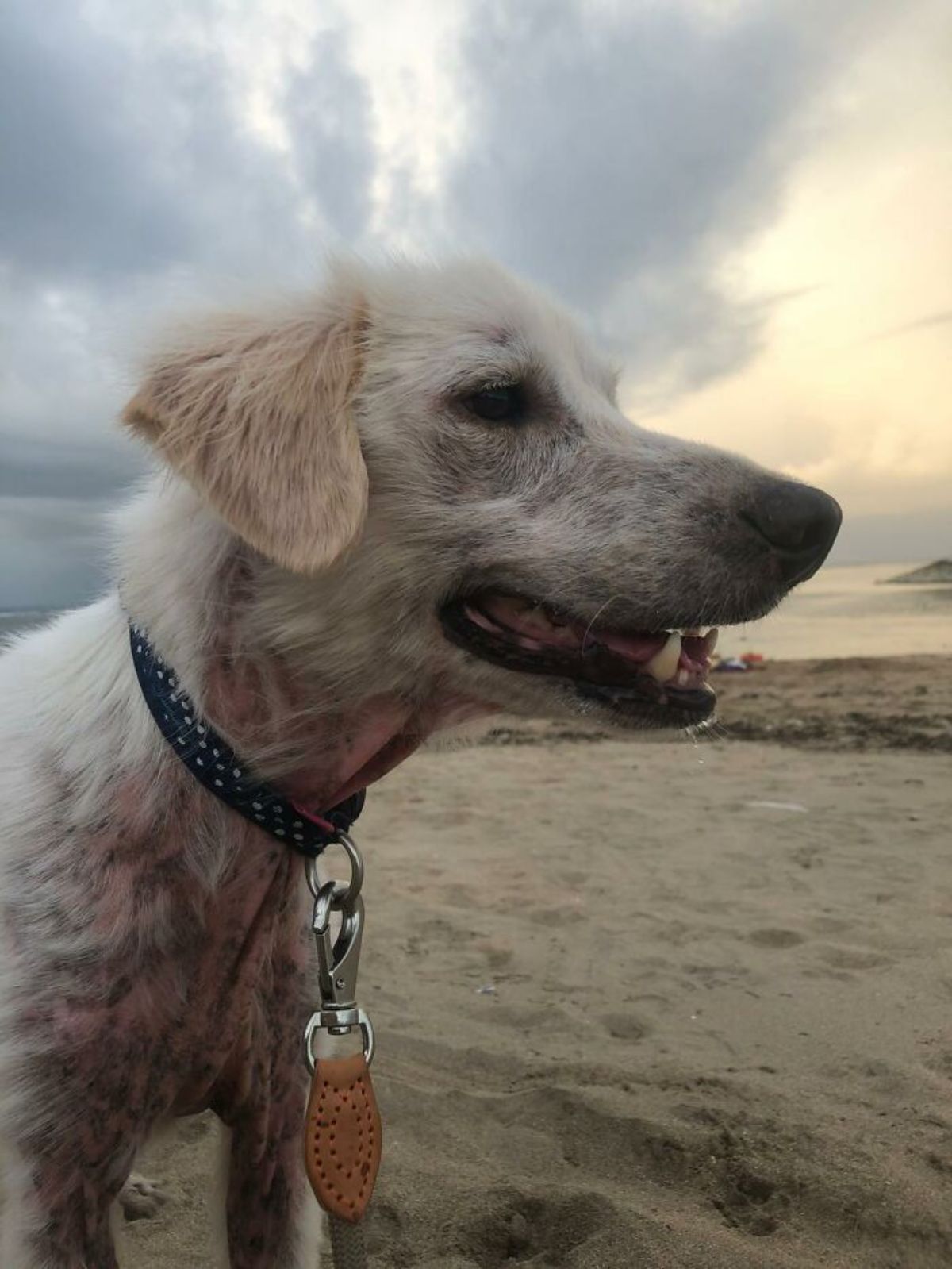 thin white dog at the beach looking to the side