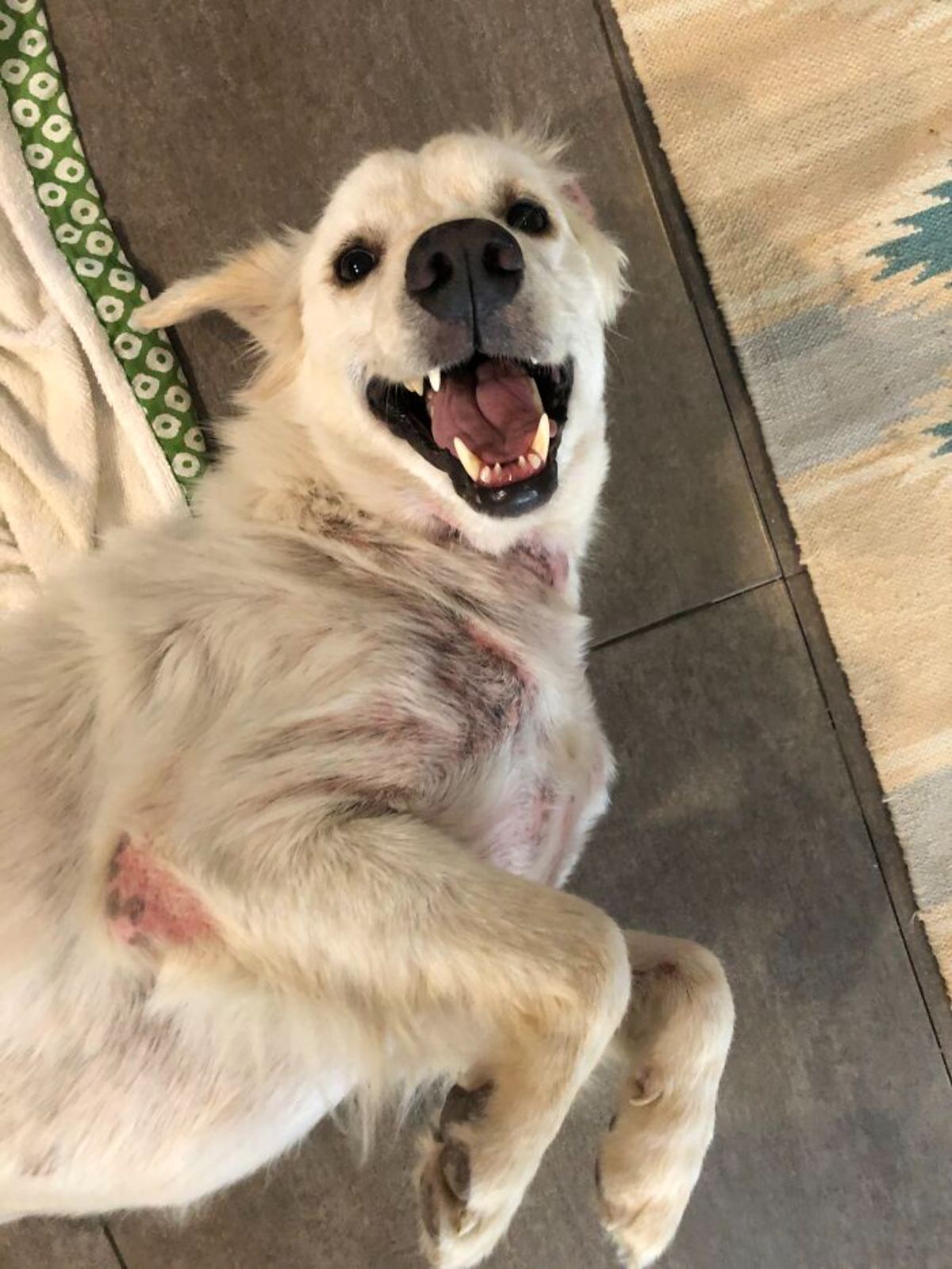 thin white dog with missing fur patches laying belly up with the mouth open