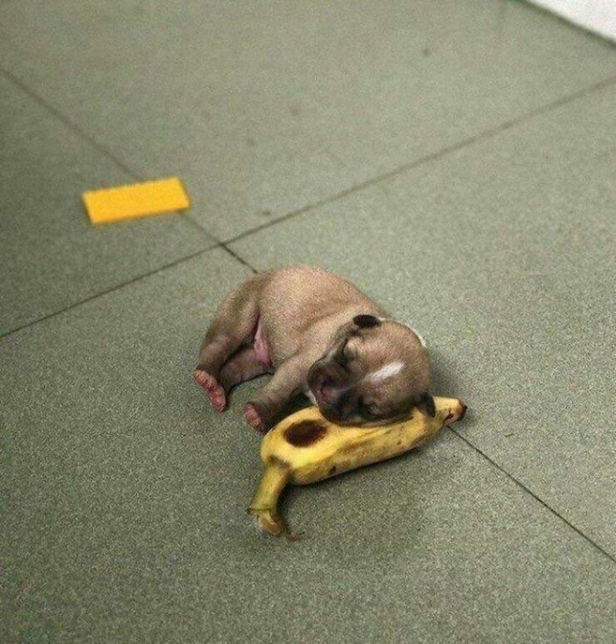 tiny brown and white puppy sleeping on the floor using a ripe yellow banana as a pillow
