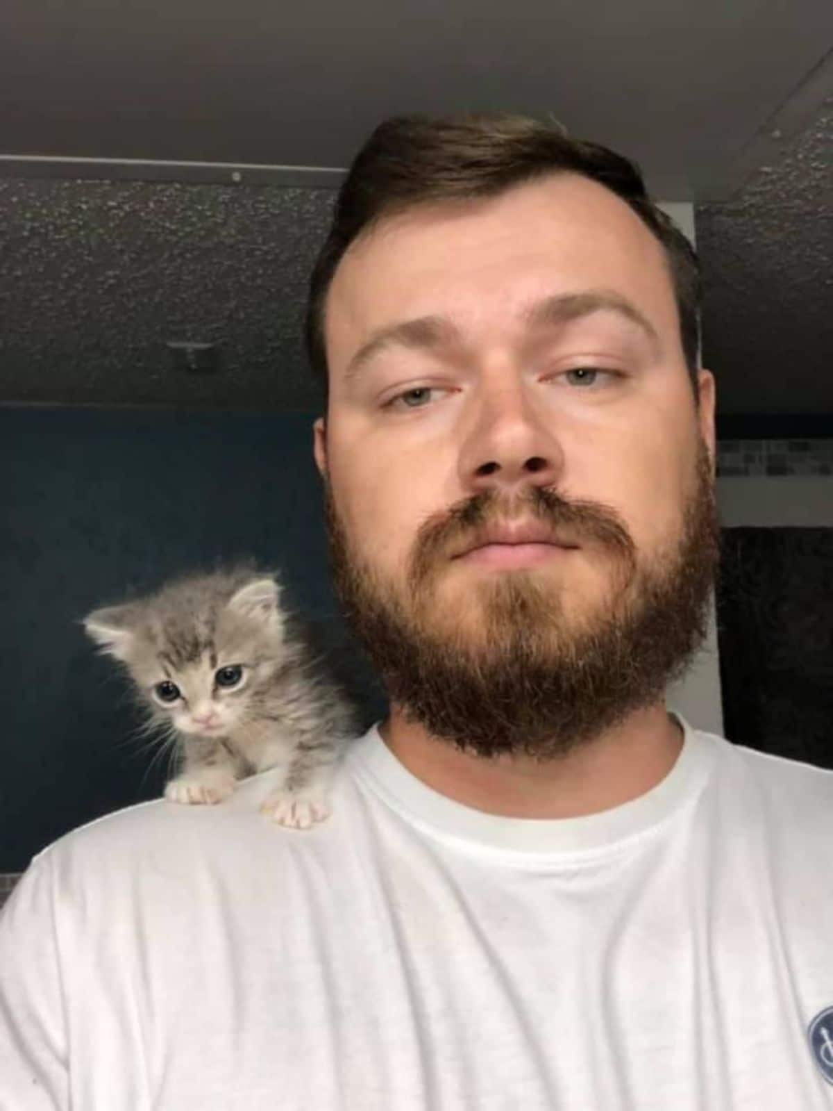 tiny grey and white tabby kitten on a man's shoulder