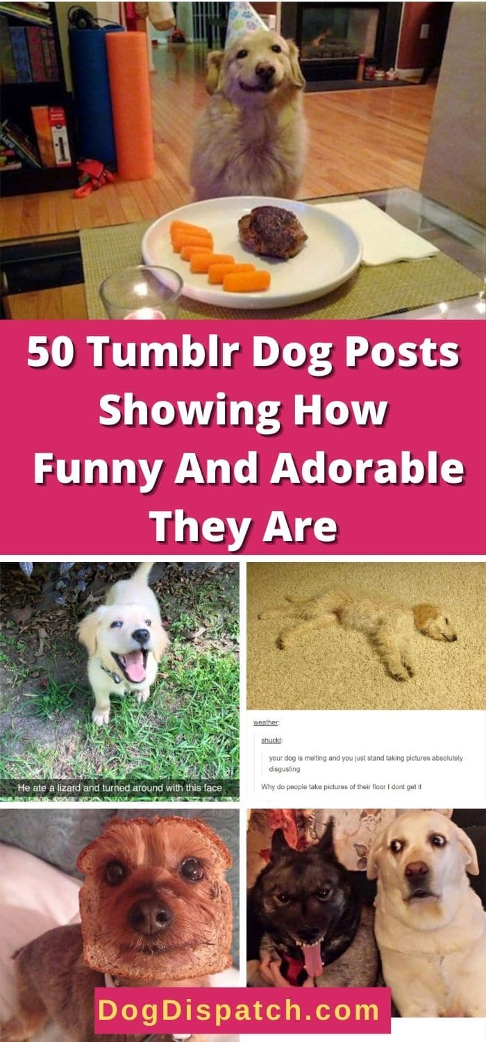 50 Tumblr Dog Posts Showing How Funny And Adorable They Are - Dog Dispatch