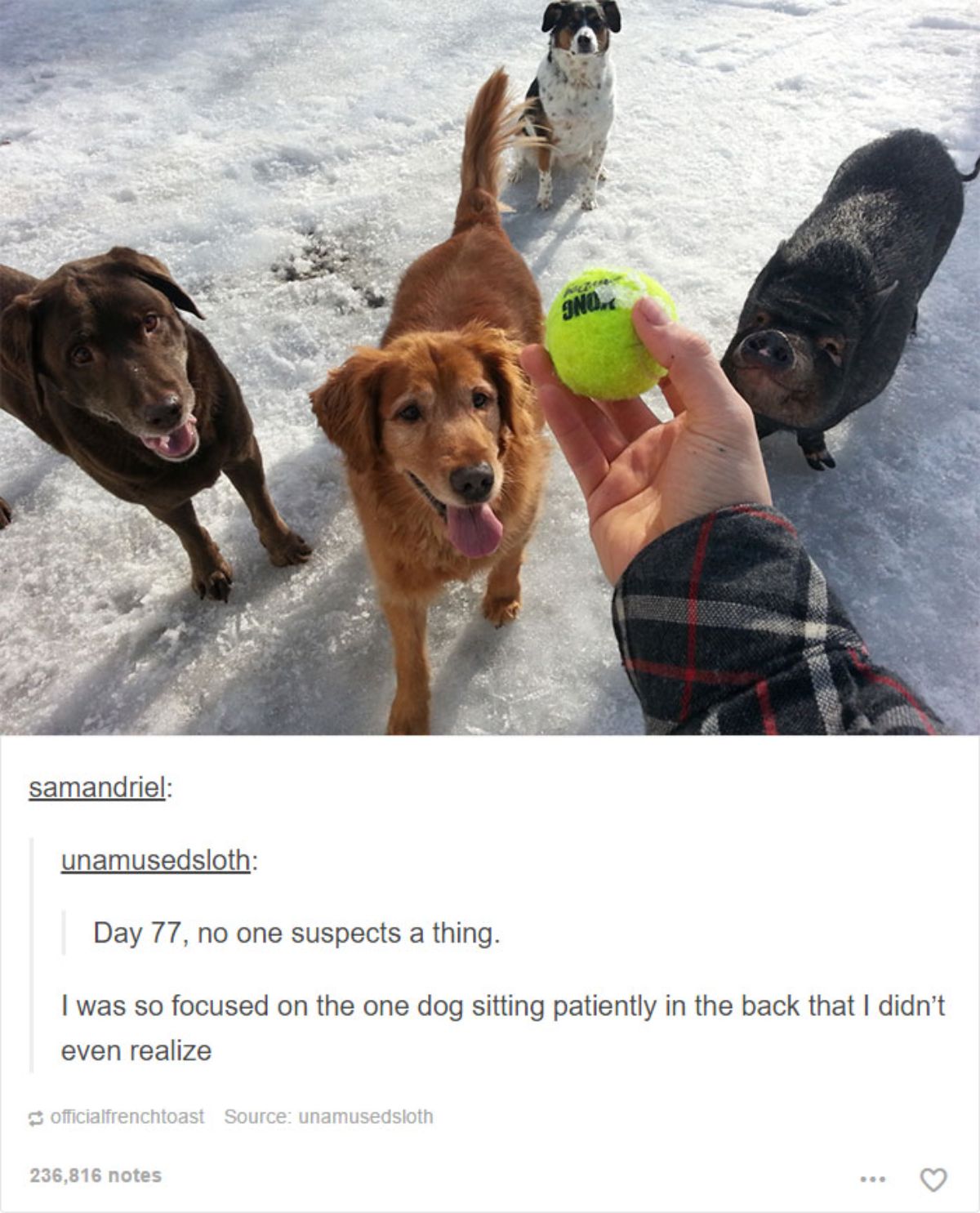 tumblr post of 2 brown dogs, a black white and brown dog and a black pig waiting on snow for a tennis ball to be thrown and caption says it's day 77 no one suspects a thing