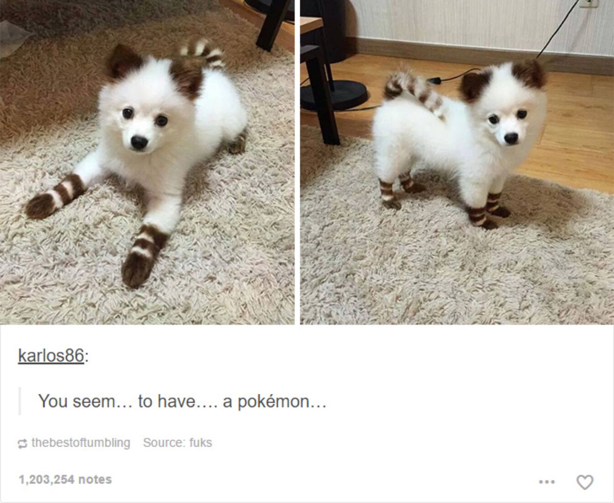 tumblr post of 2 photos of a brown and white fluffy puppy who looks like a white raccoon with caption saying they have a pokemon