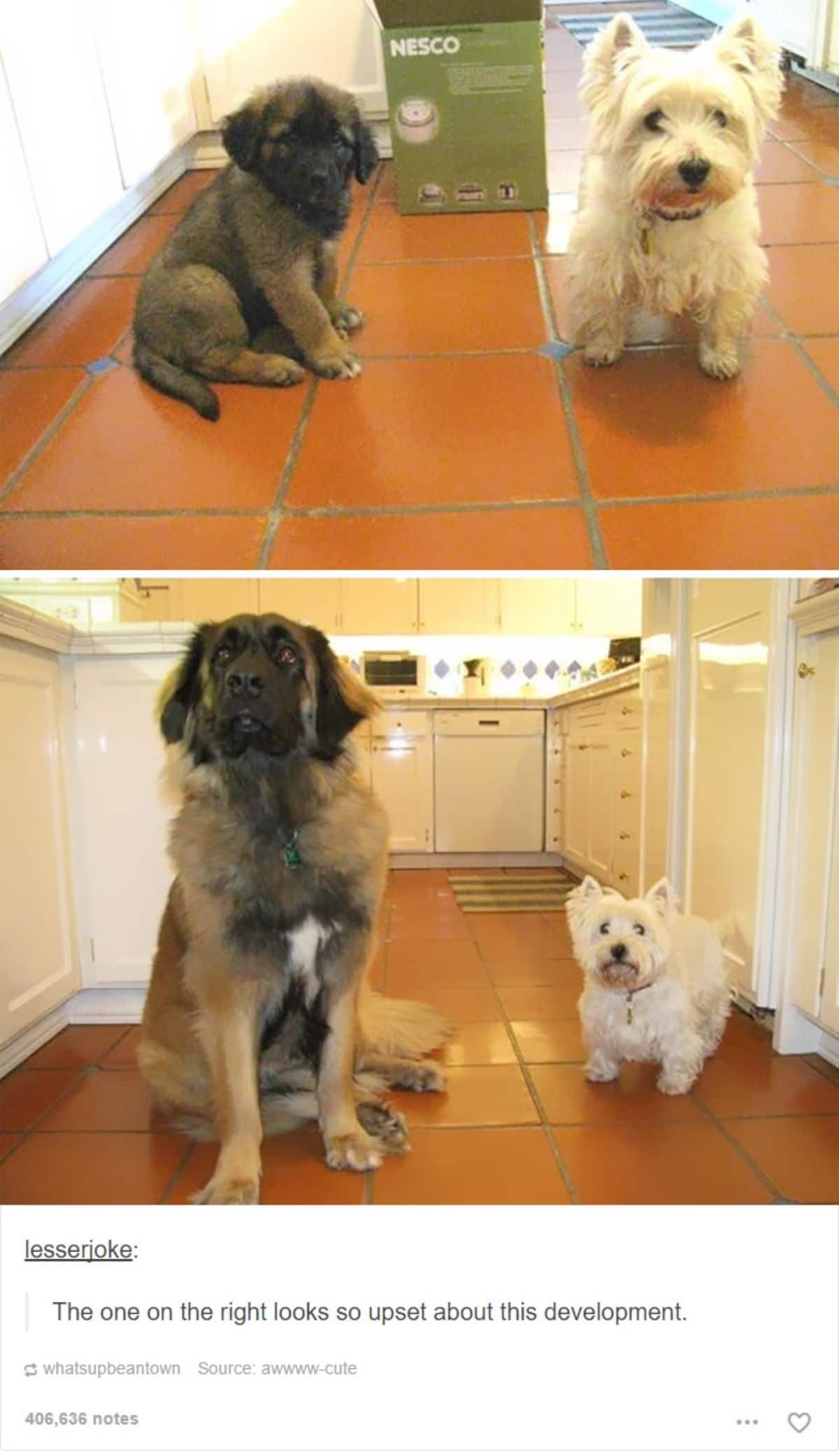 tumblr post of 2 photos of a fluffy brown and black dog grown up next to a small fluffy white dog and the caption says the white dog doesn't look happy with the development