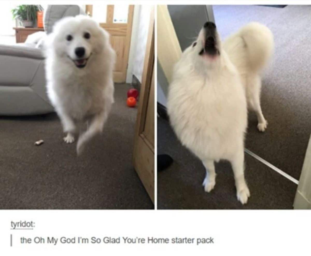 tumblr post of 2 photos of a fluffy white dog running and howling with the caption saying the Oh My God I'm So Glad You're Home starter pack