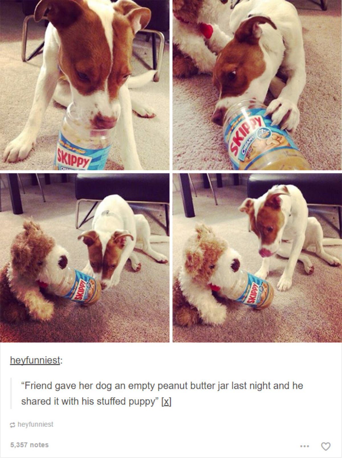 tumblr post of a brown and white pitbull sharing a peanut butter jar with a brown and white teddy bear
