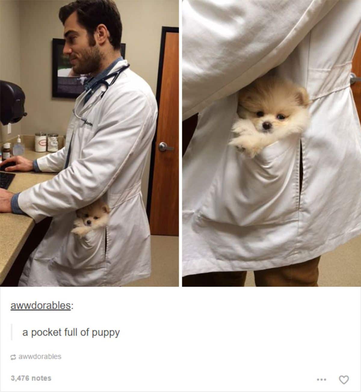tumblr post of a doctor in a white coat with a brown pomeranian in the pocket and caption says a pocket full of puppy
