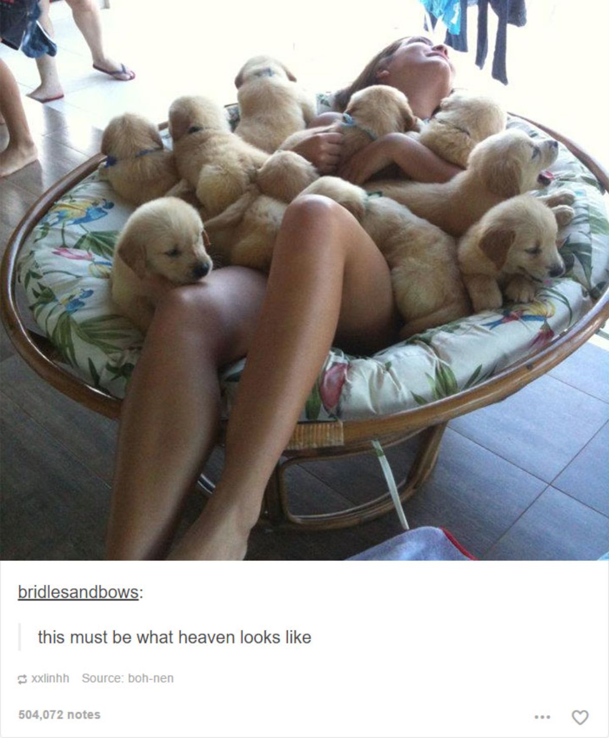 tumblr post of a girl in a chair surrounded by golden retriever puppies with caption saying this is what heaven looks like