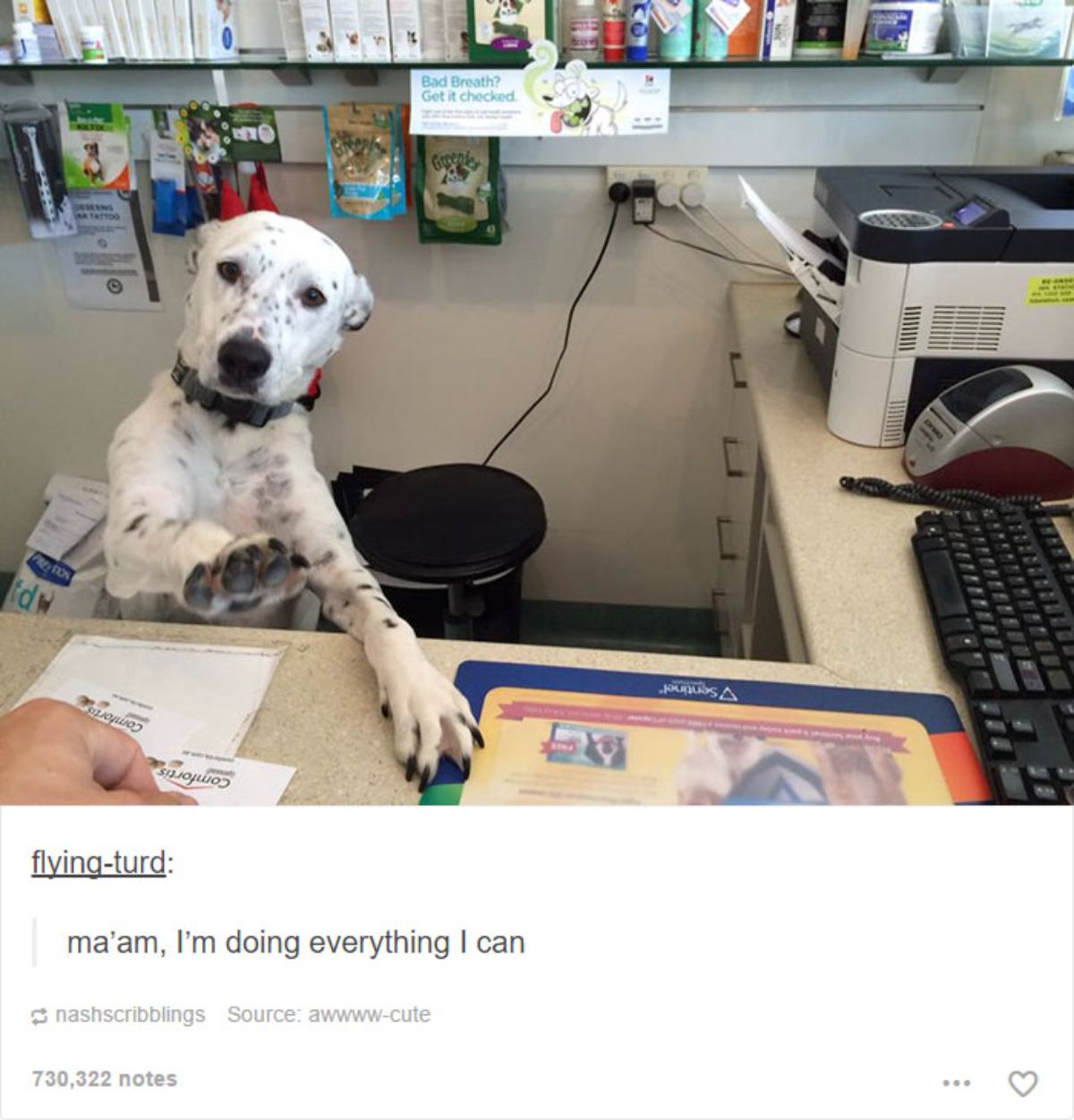 tumblr post of black and white dog behind a counter with caption saying maa'am I'm doing everything I can