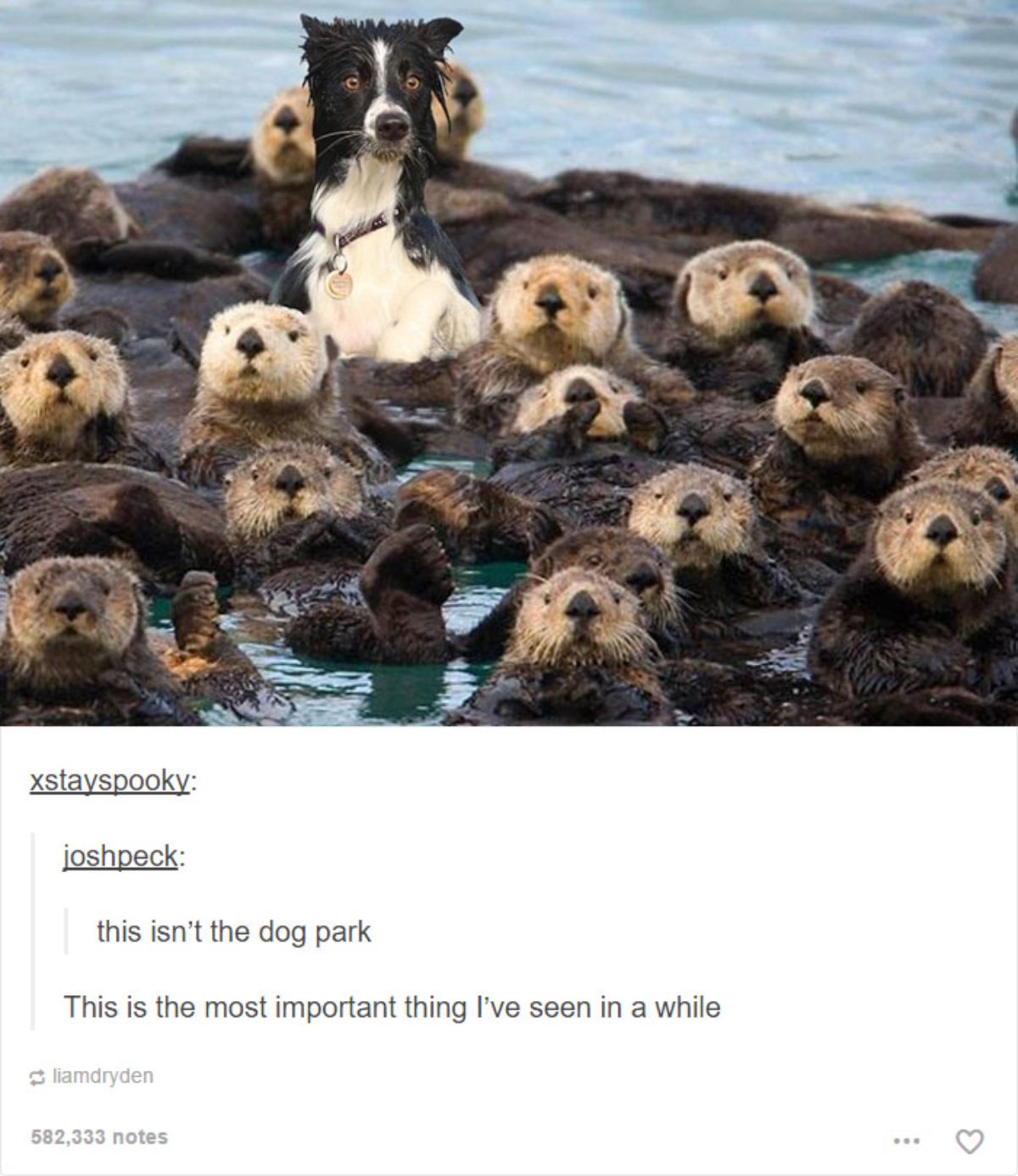 tumblr post of black and white dog in the middle of beavers in water and caption says this isn't the dog park