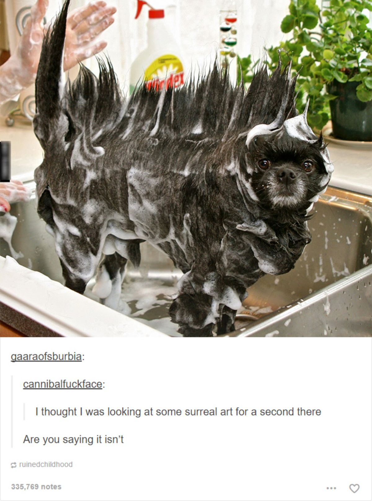 tumblr post of black dog getting shampooed with caption saying they thought it was surreal art