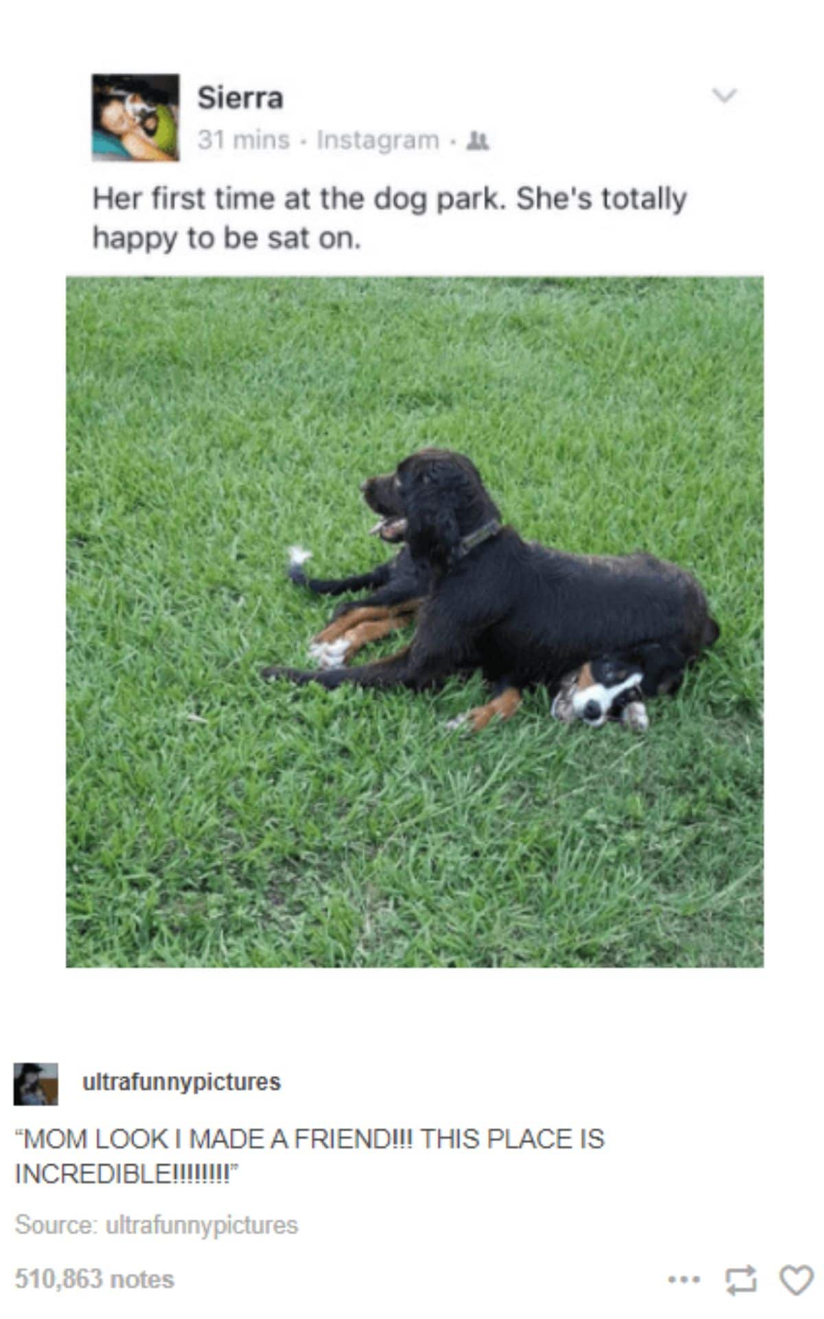 tumblr post of black dog sitting on happy black brown and white dog with caption saying she's at the dog park and happy to be sat on